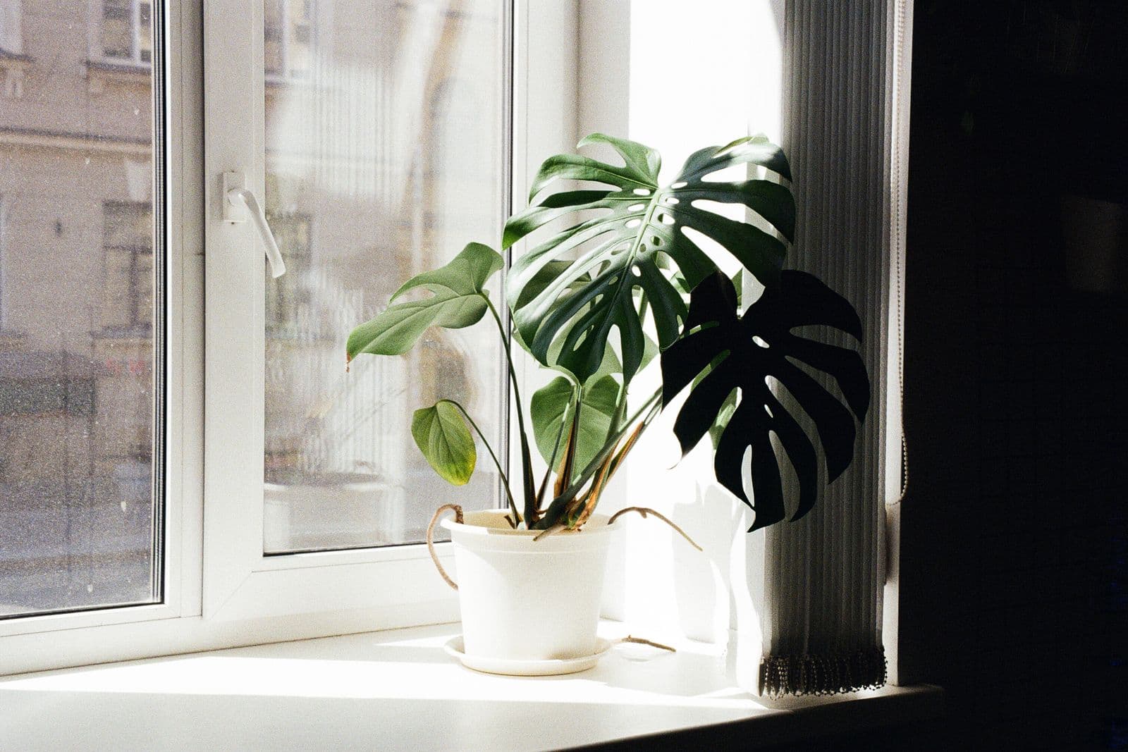 Monstera in a white pot on a bright windowsill
